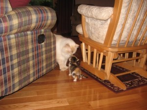 RileyAndPaisleynosing