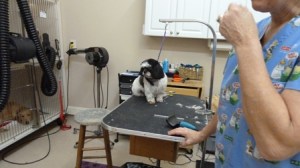 WaterwayAnimalHospitalGrooming