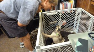 WaterwayAnimalHospitalTreat1