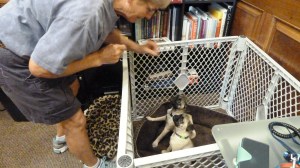 WaterwayAnimalHospitalTreat2