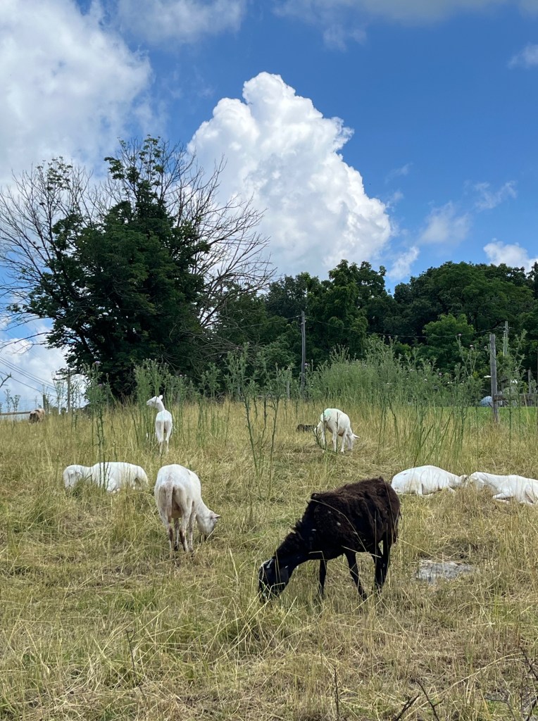 Have you ever tried something new you never did before? What was your outcome? Sharing a little of my first time effort to write fiction - a novel!