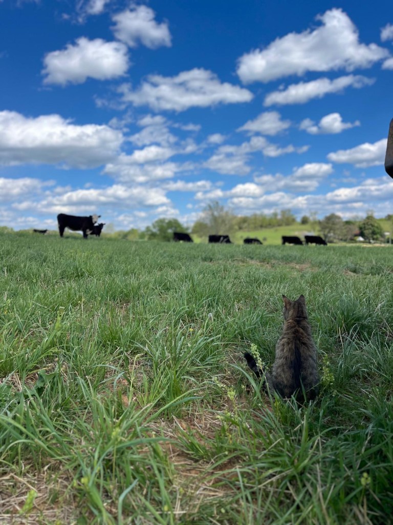 I have a new appreciation for the animals that God set into our world. 